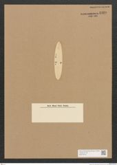 Diatomeae indet. Zeichnungen Sammlung Grunow Nr. 4460 (NHMW-BOT-W0372416)